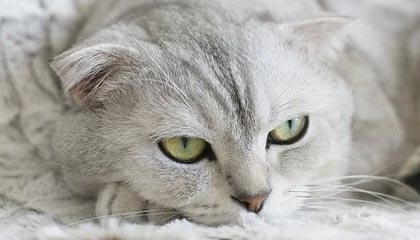 开云体育官网-职业联赛多支队伍经营难以为继，职业联赛的意义