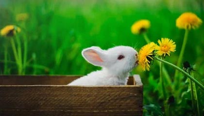 开云体育入口-球迷采风：不同国家足球文化的鲜明特色，足球文化最浓的国家